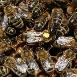 Essaims d'abeille hiverné